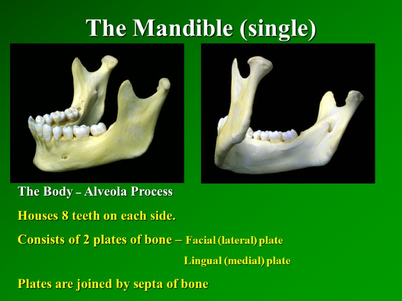 The Mandible (single)   The Body – Alveola Process Houses 8 teeth on